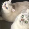 mariepeppo