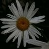 _blossom_313_