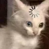 anomalka