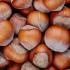 nuts_orex