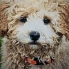 maltipooch