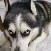 zed_the_husky