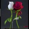 user843185556