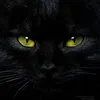 Black Cat Mentoria