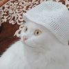 mustafaid790