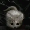 kotik.13_31