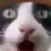 scrungo19