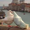 nadinenadine6676