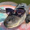 alligatorthegatorv2