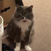 foxiethedemigod
