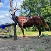 horses4ever2334