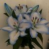 liliesssssss4