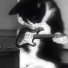judifermae