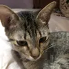 zoiesoup