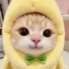 jamsmailamil