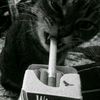 el.fifas15