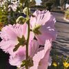 faizan_kuwait0