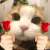 kieutrang_cambae