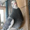 ericsrollerpigeonloft