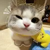 maiphnghn5