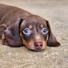 browniethechocodoxie