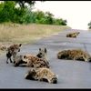 somaliland598