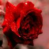 dalia.alarqawe