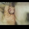 stefania.tomelli