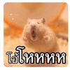 user5616879107395