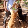 evarestlove4dogs