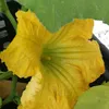 syedataslima05
