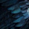 blue_bird563