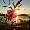 staffy_0027