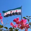 hamadaali311990