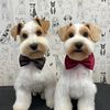 Alfie and Fritz