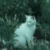 no_he4