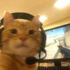 orion_rawrr