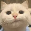 miawwwx