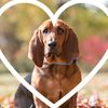 doglover8247