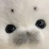 pypy.ntl_
