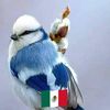 alex.neri17