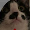natrue_paws