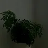 pnvlkdb17
