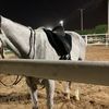 nawal.nasser89