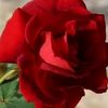 talib.hussain1135