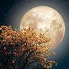 jana_hussein10
