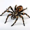 spider6880
