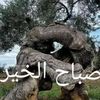 joe.maalouf65