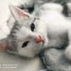 lori_good_kitty