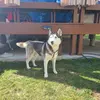2huskies1